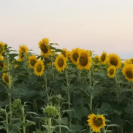 Au Calme, à La Campagne Alojamento de Acomodação e Pequeno-almoço Durtal